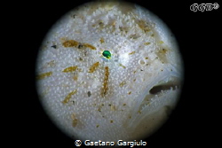 Full angler-moon (2) taken with a reversed 50mm on the to... by Gaetano Gargiulo 